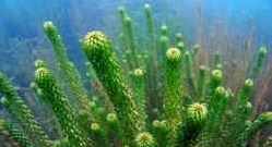 waterplanten-zuurstofplanten